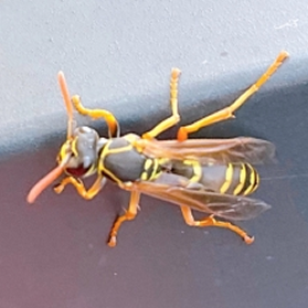 アシナガバチ