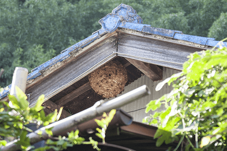 軒下の蜂の巣