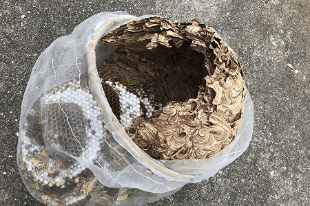 捕獲した蜂の巣