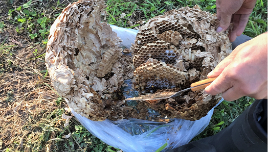 蜂の巣の捕獲